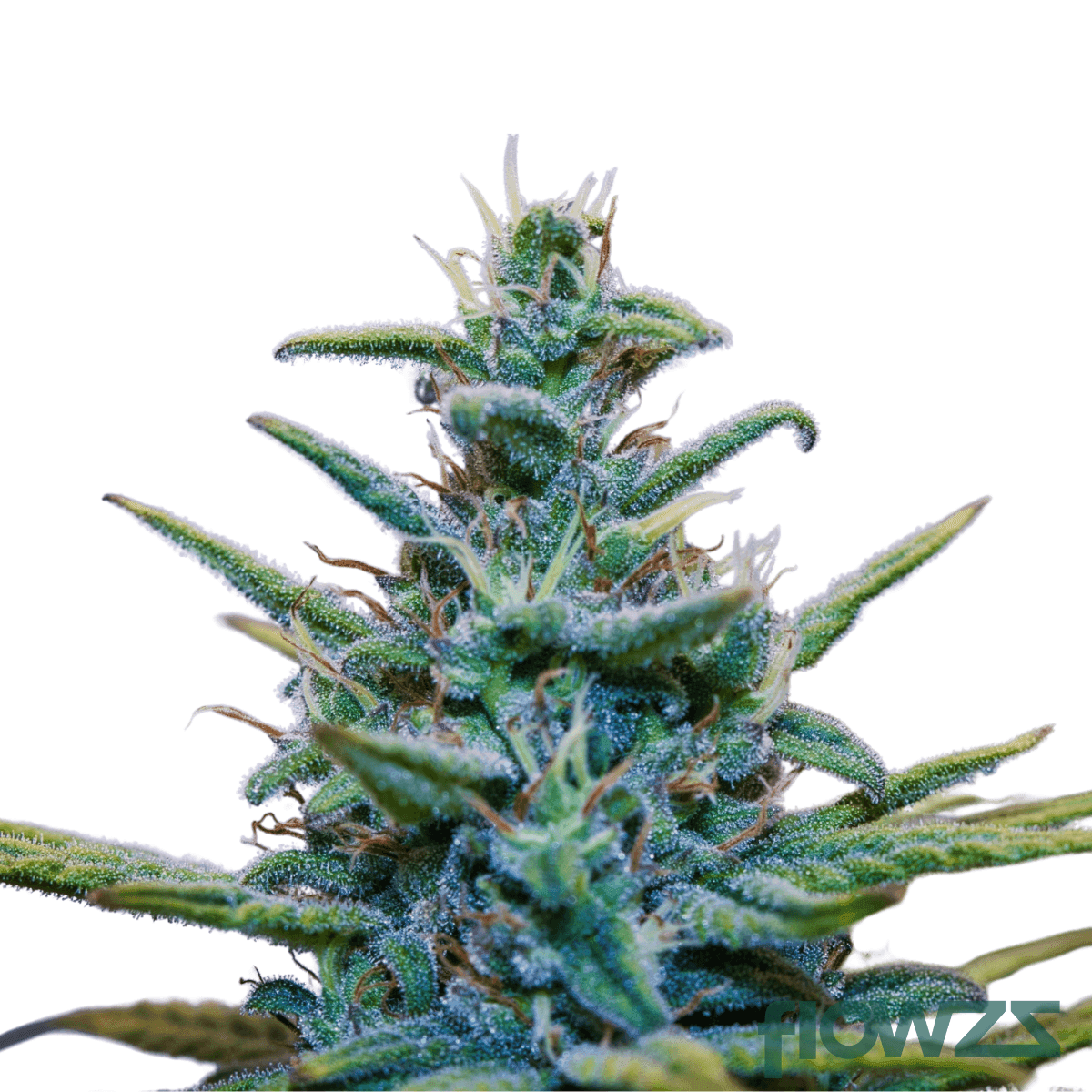 Wedding-Candy-cannabis-strain