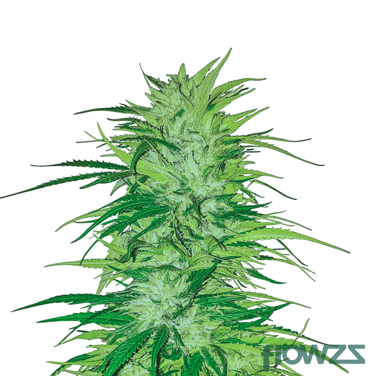 Prodigy-cannabis-strain