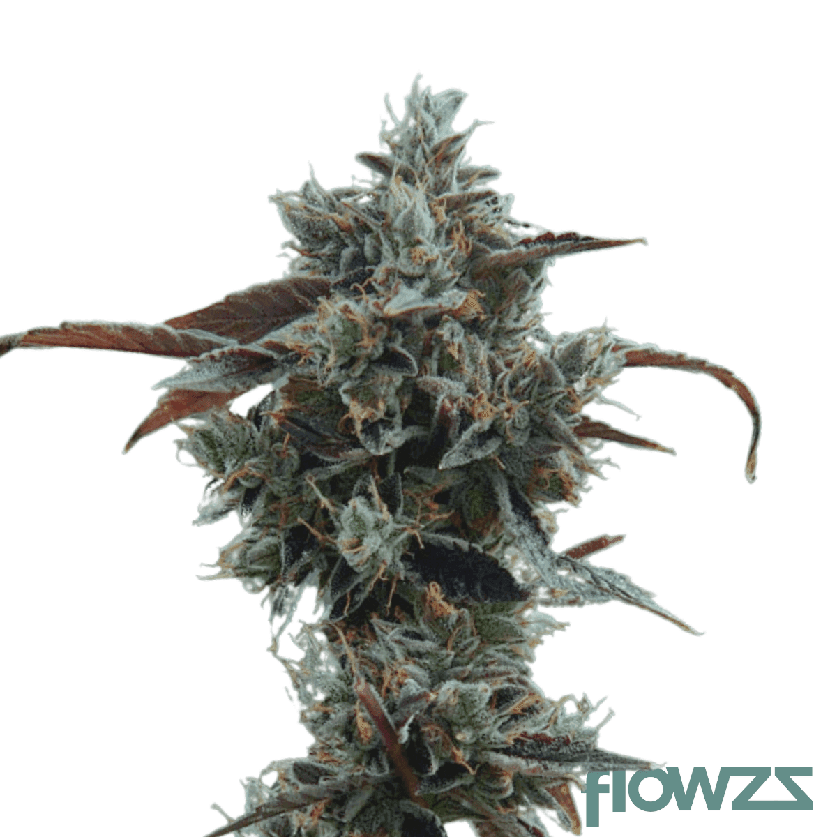 Mountain-Kush-strain