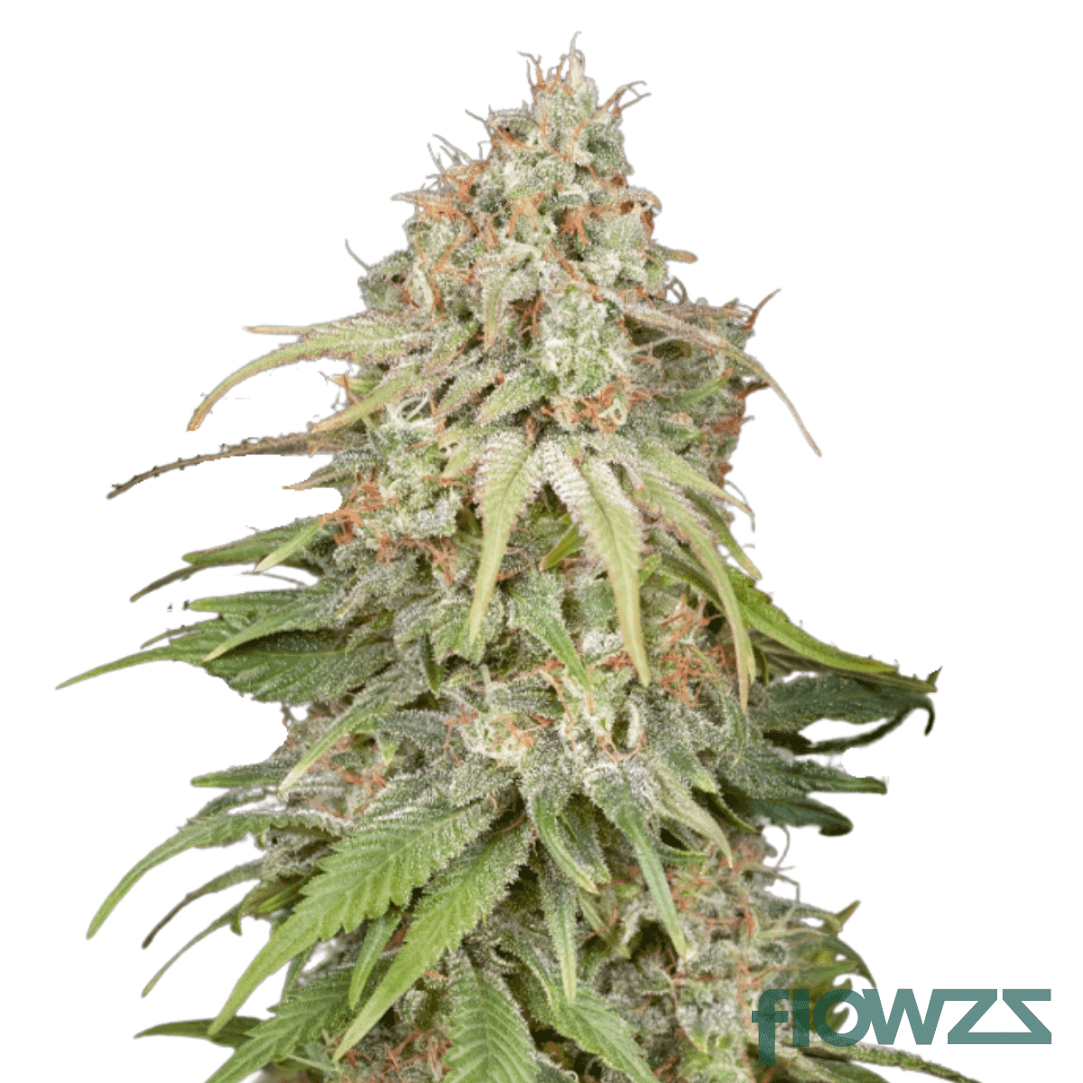 EMT-2-cannabis-strain