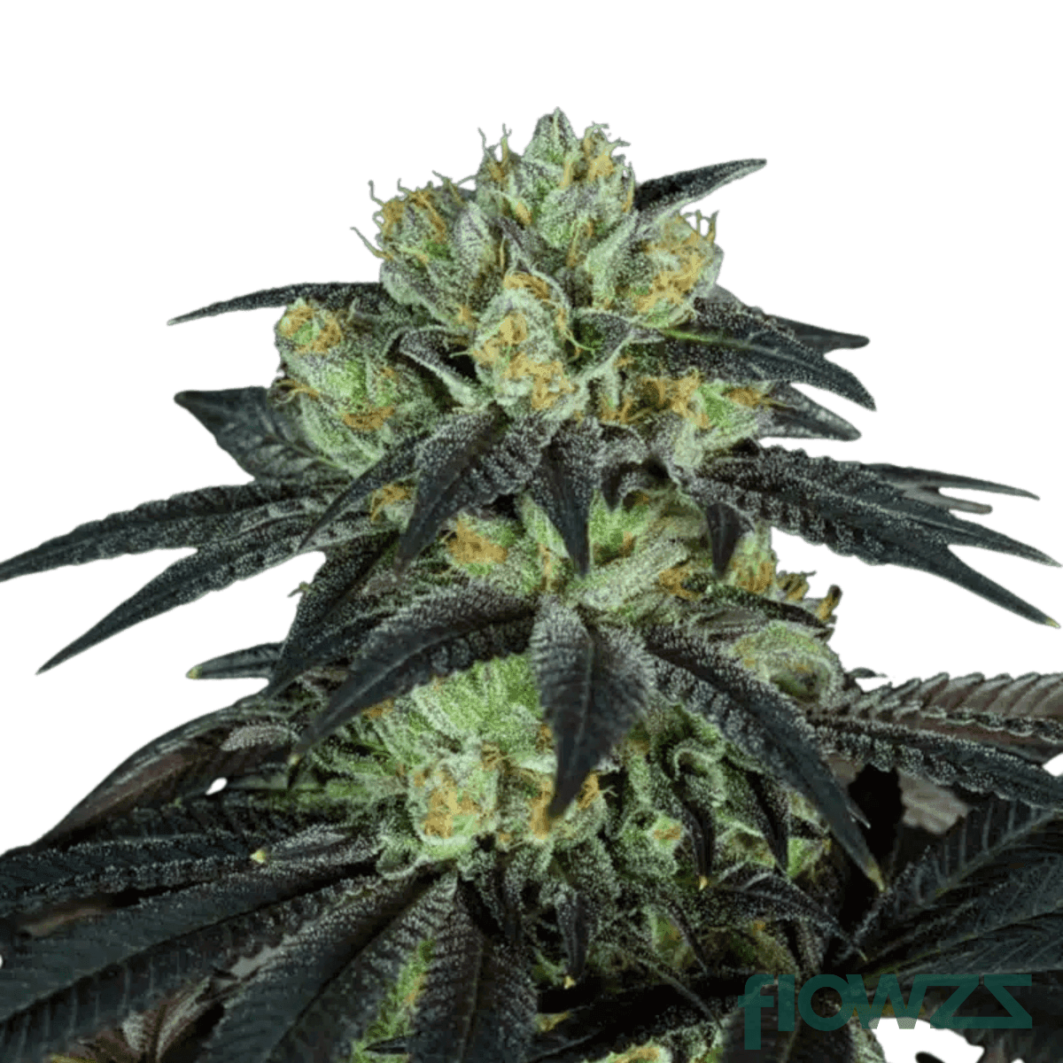 bubbalooch-cannabis-strain