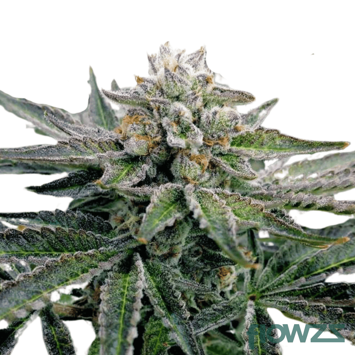 lava-cake-cannabis-strain