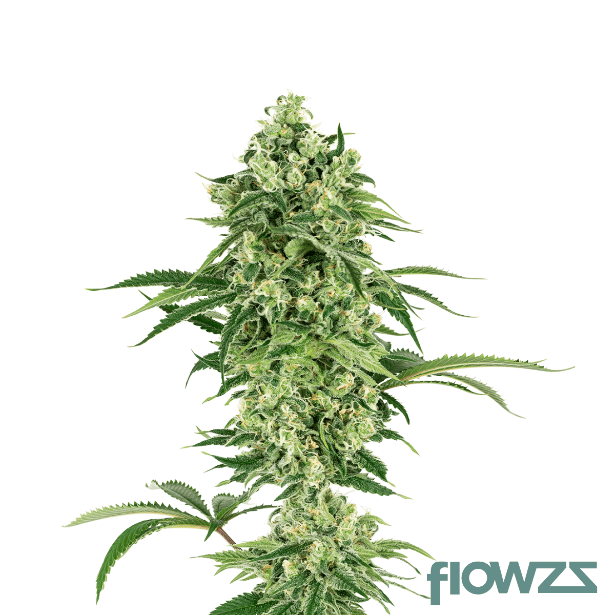 chevy-og-cannabis-strain