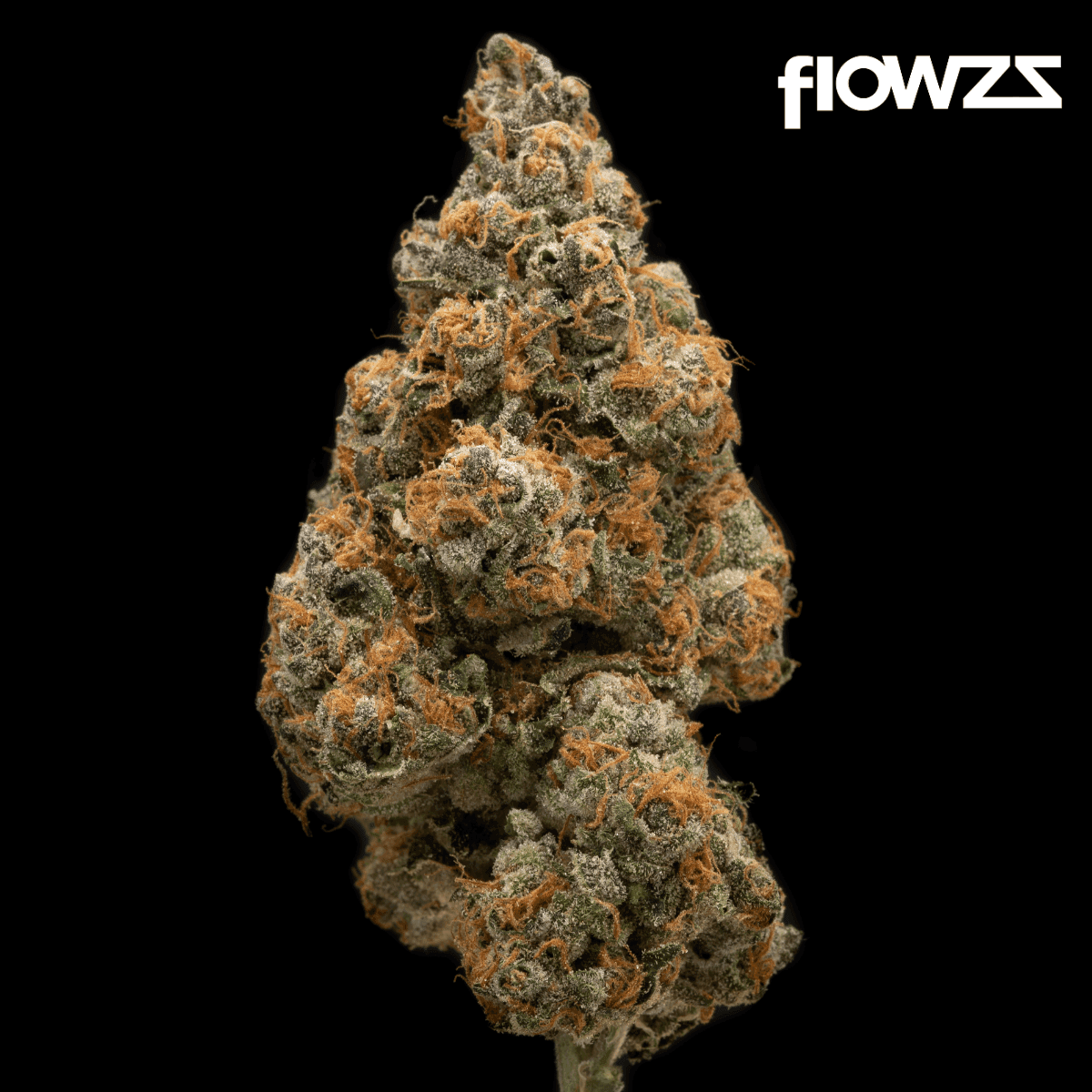 phyto-hemp-phcc-20-1-cherry-cookies-g6