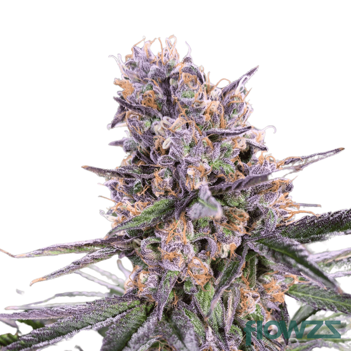 venomz-eve-cannabis-strain