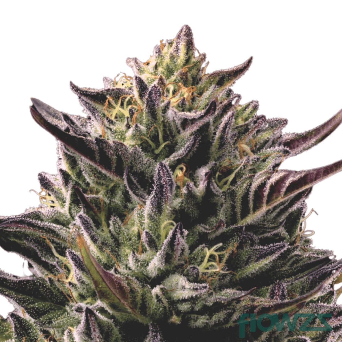 orange-octane-cannabis-strain