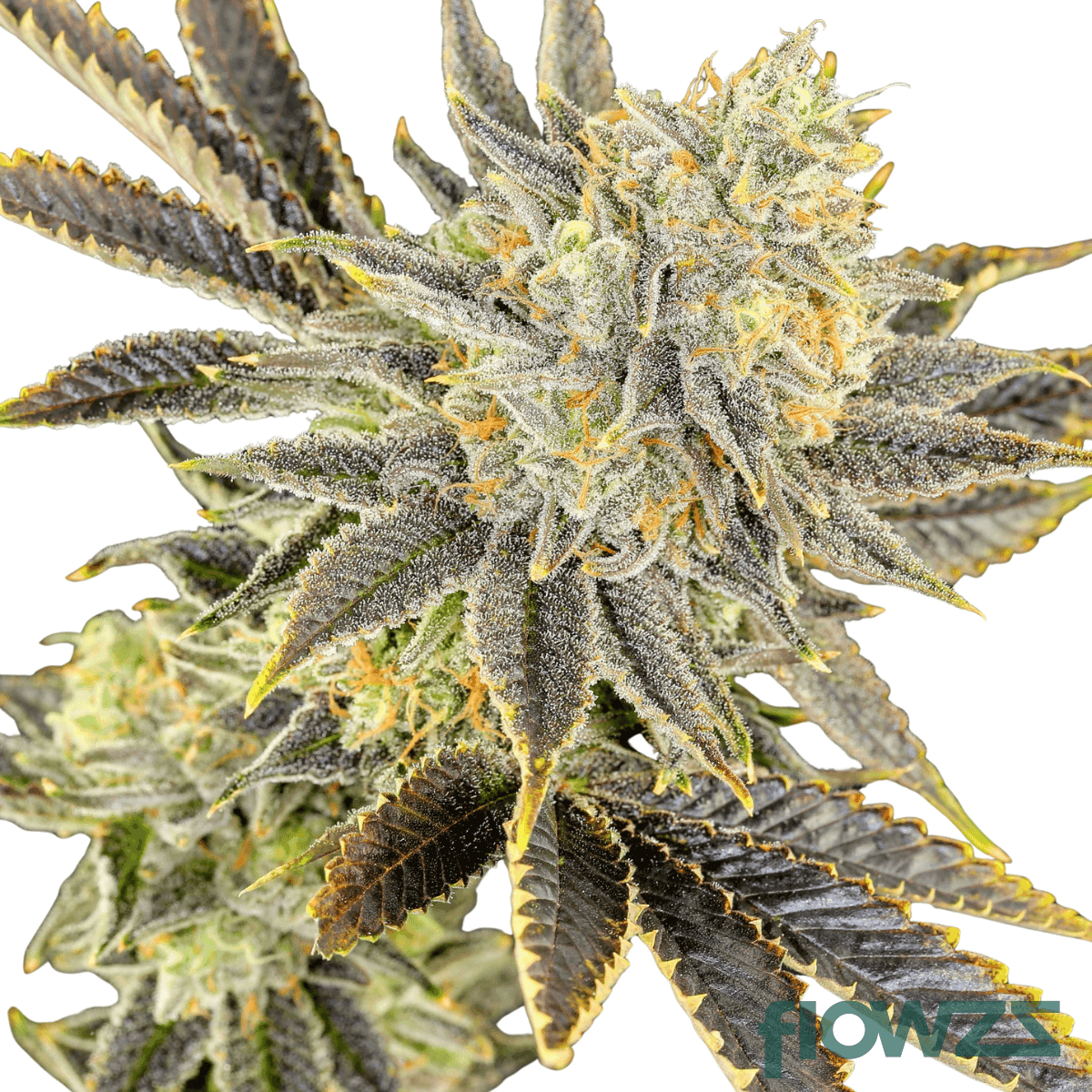 oz-kush-cannabis-strain