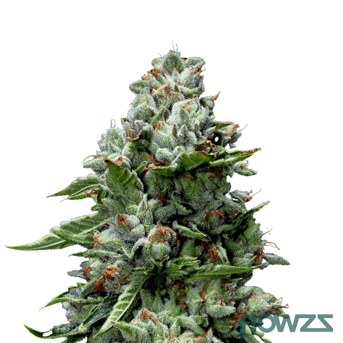 kosher-tangie-cannabis-strain