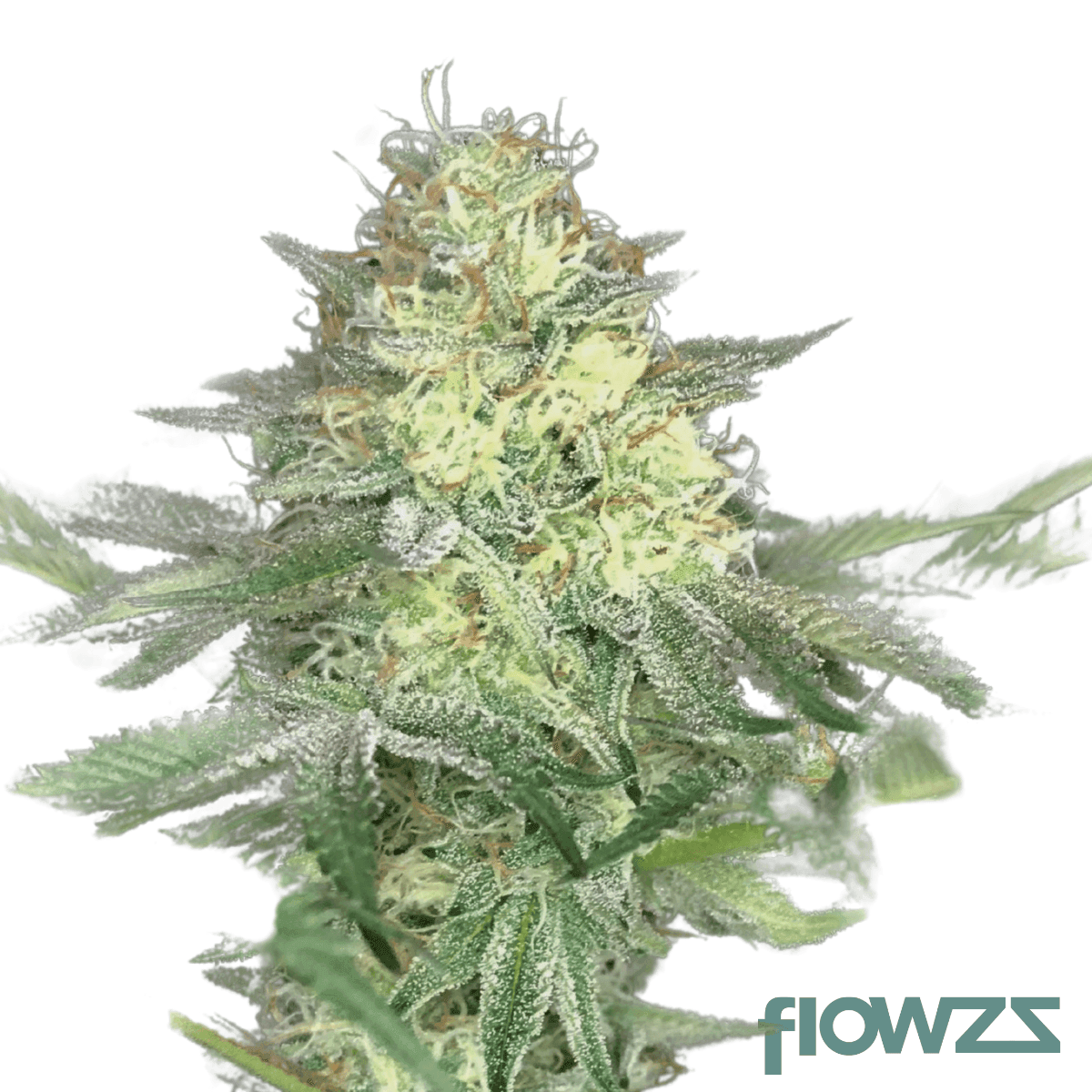 crossbow-cannabis-strain