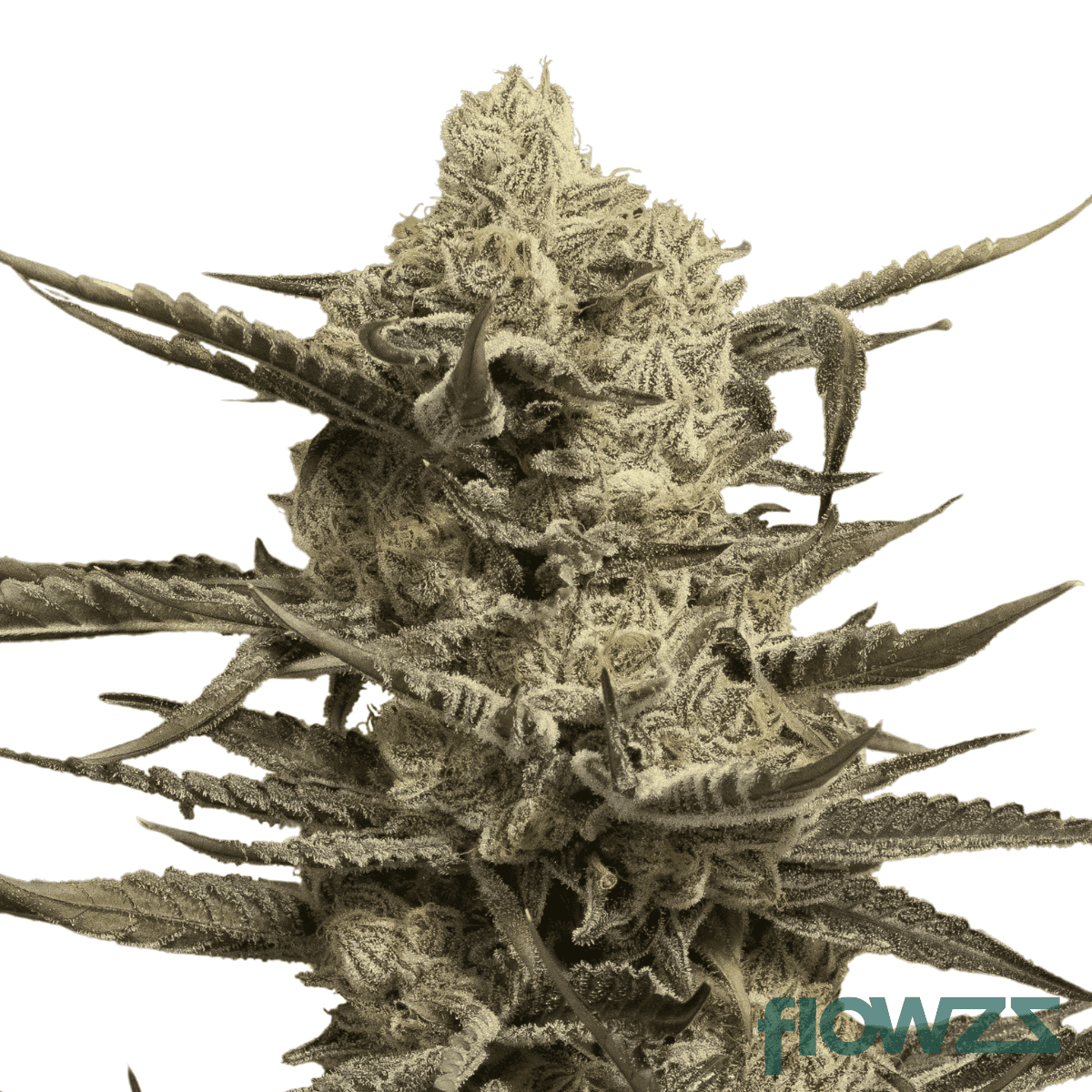 la-womac-cannabis-strain