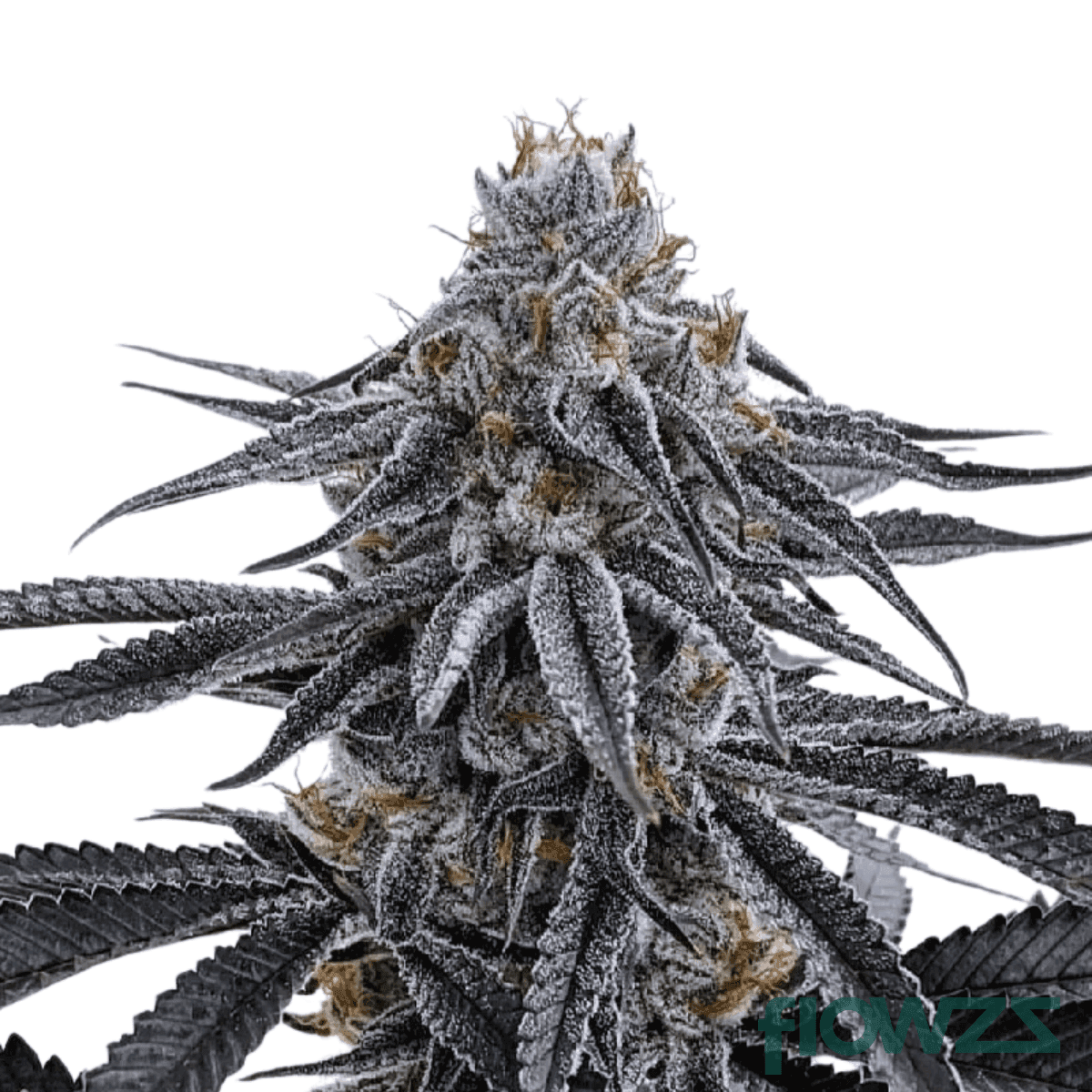 face-off-og-cannabis-strain