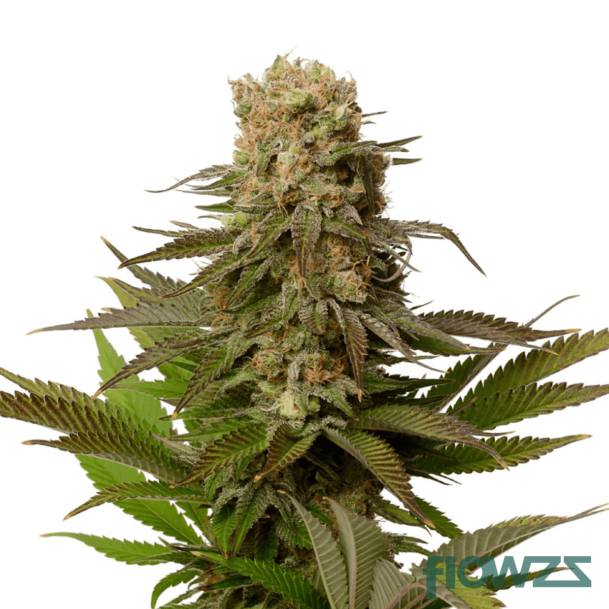 manantiales-cannabis-strain