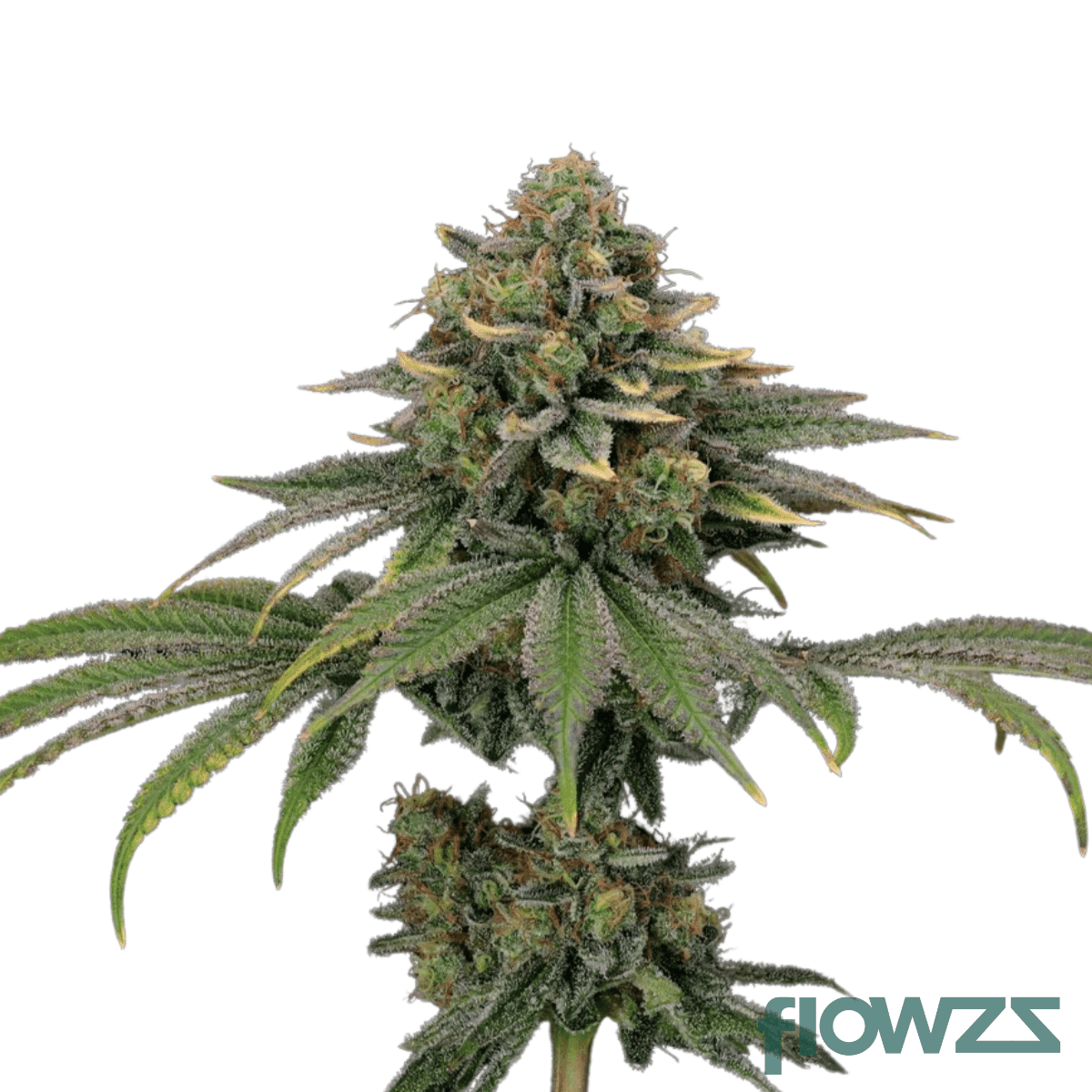 tropical-earth-cannabis-strain