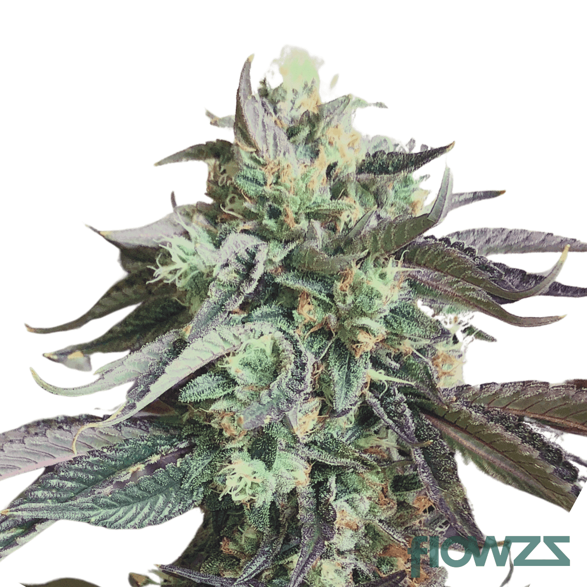 death-bubba-kush-cannabis-strain