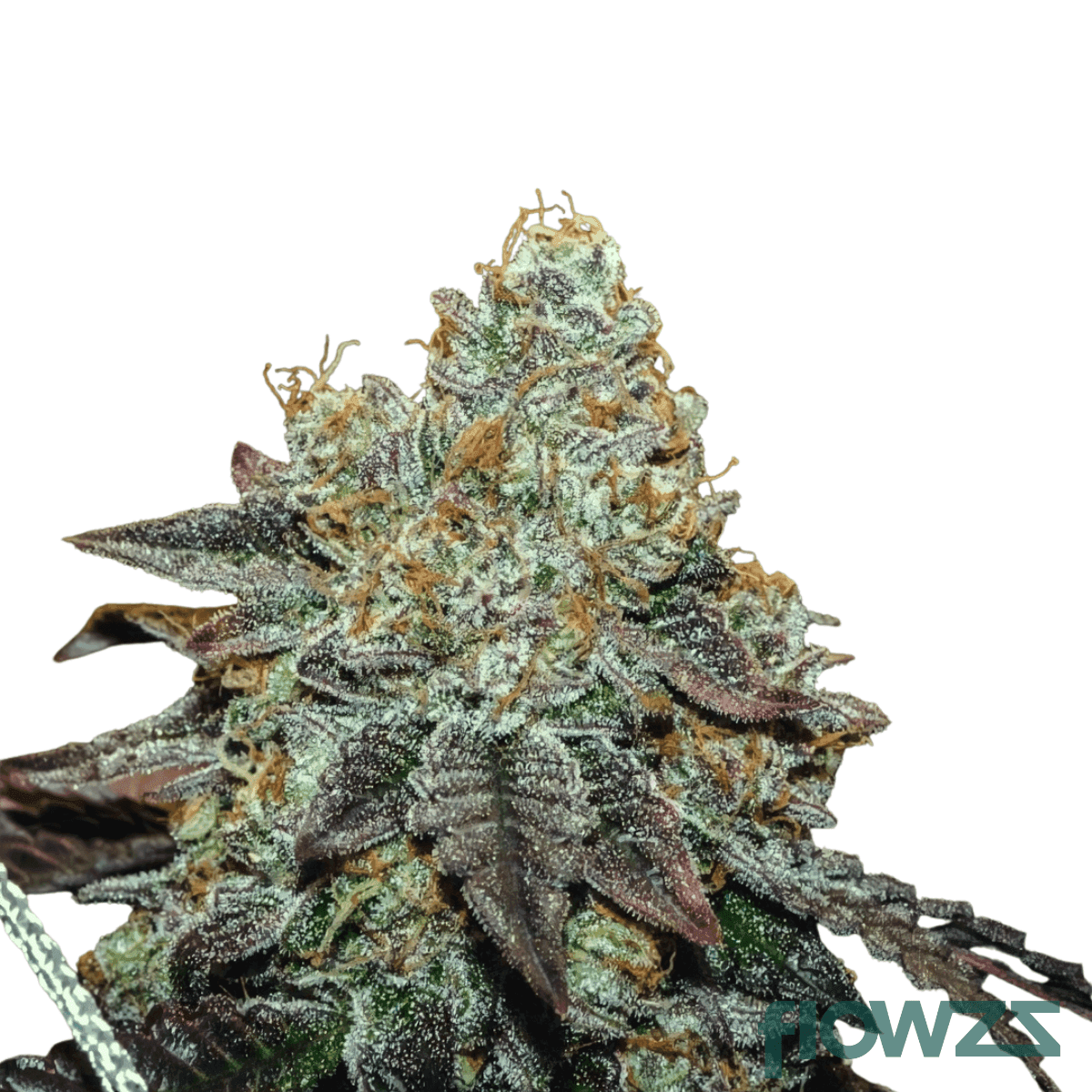 Sunset-Sherbert-x-Girl-Scout-Cookies-cannabis-strain