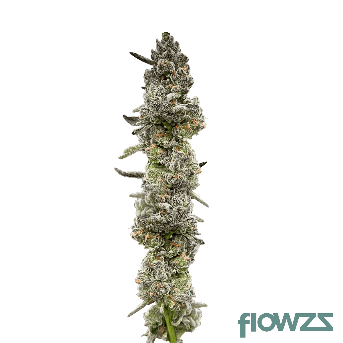 grape-mintz-cannabis-strain