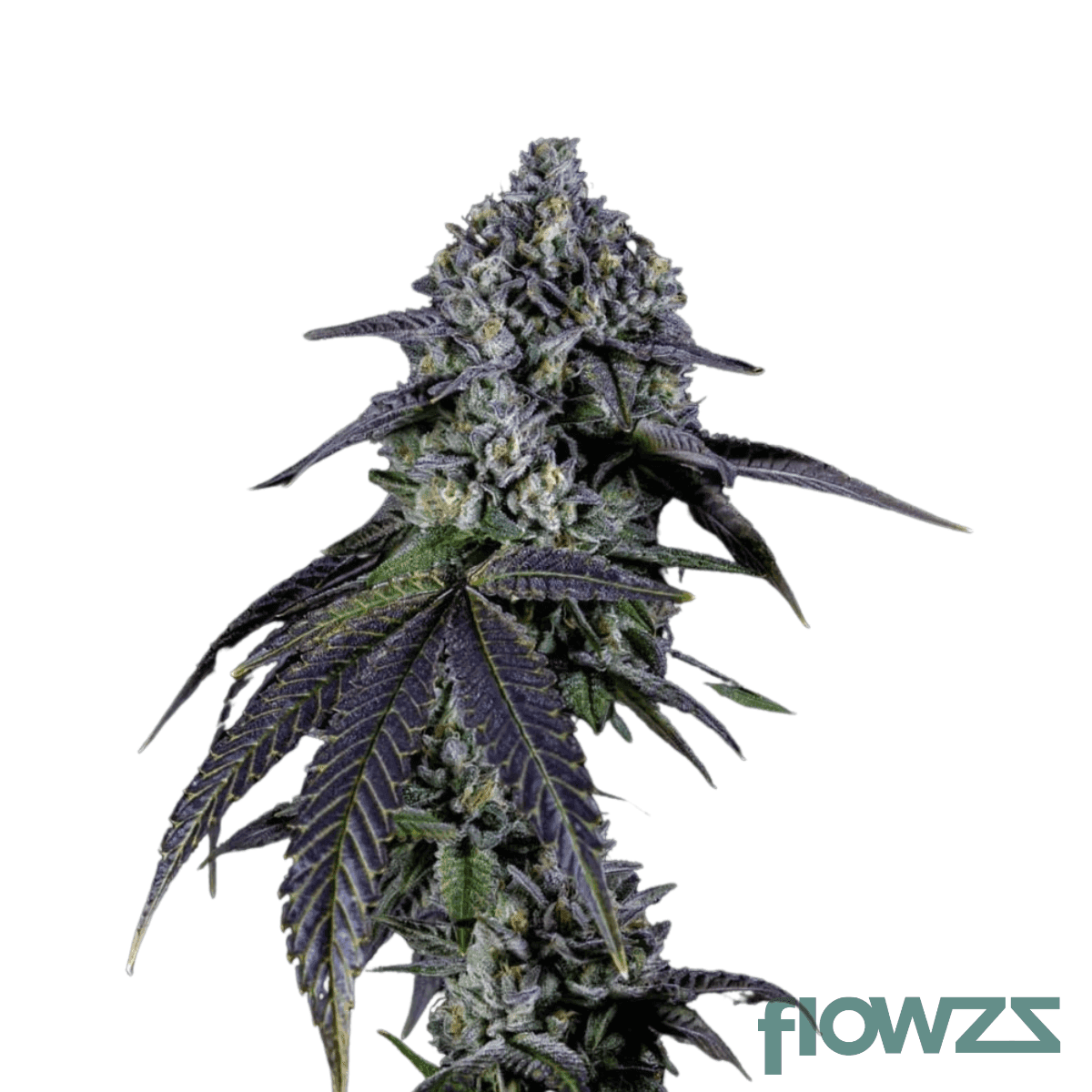 strawberry-froyo-cannabis-strain