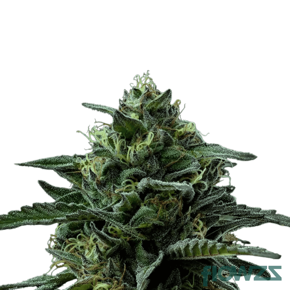 ben-and-berries-cannabis-strain