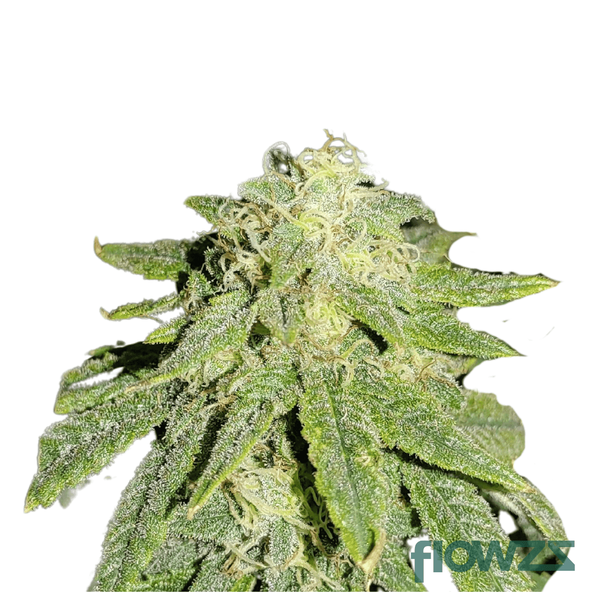 black-lavender-cannabis-strain