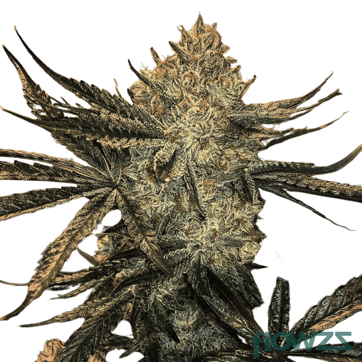 zookies-cannabis-strain