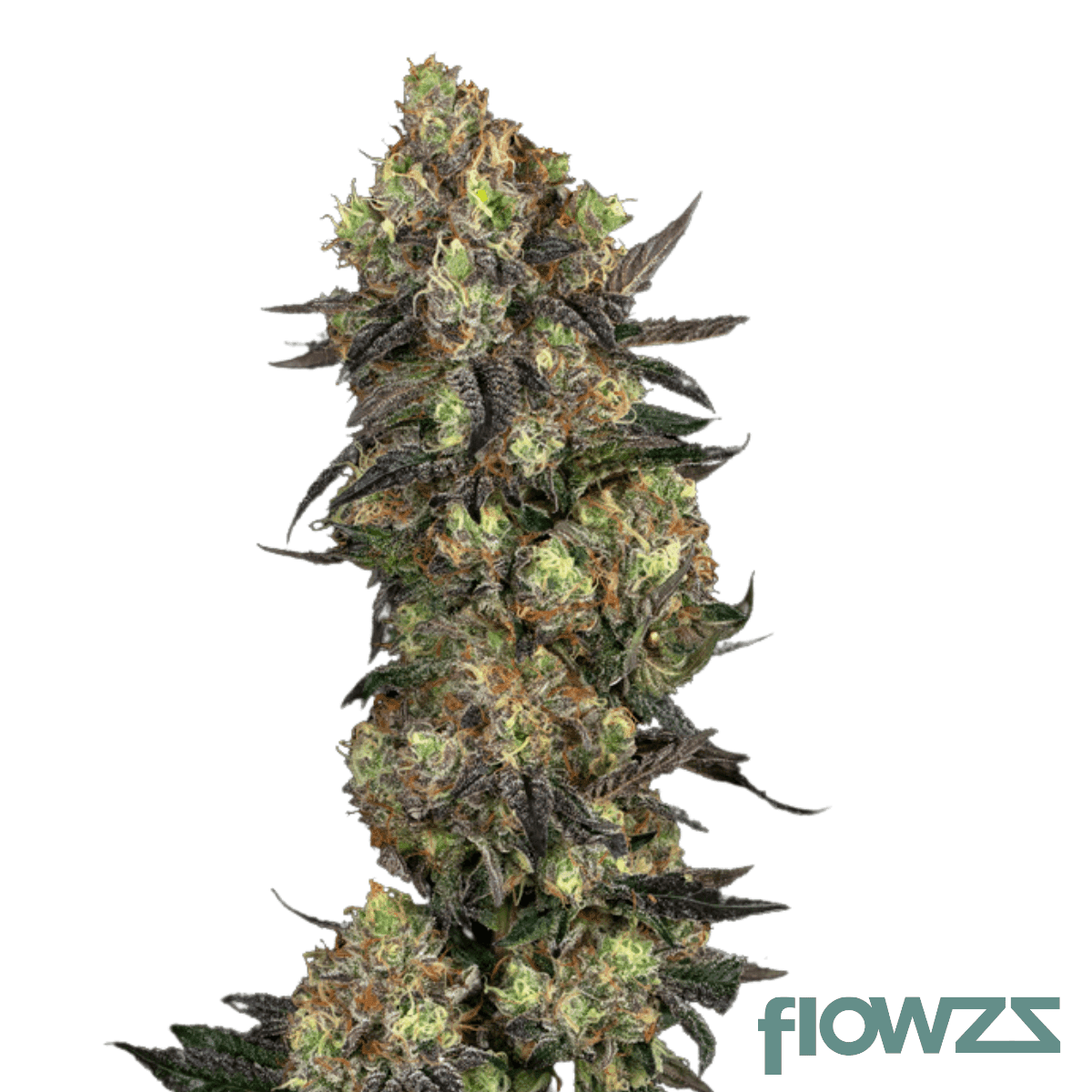 oz-kush-coffin-candy-cannabis-strain