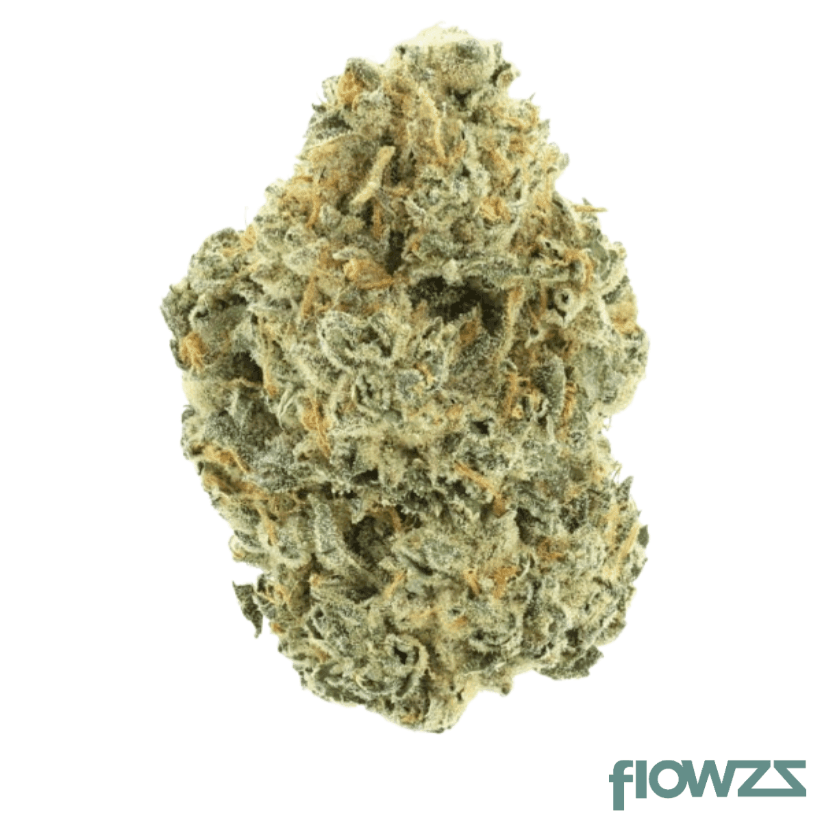 30/1 Amici TR Tropical Reign