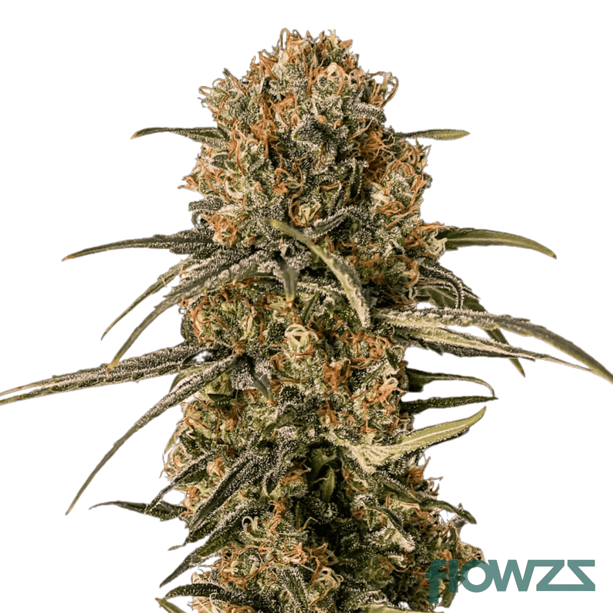 bubba-x-kink-kush-cannabis-strain