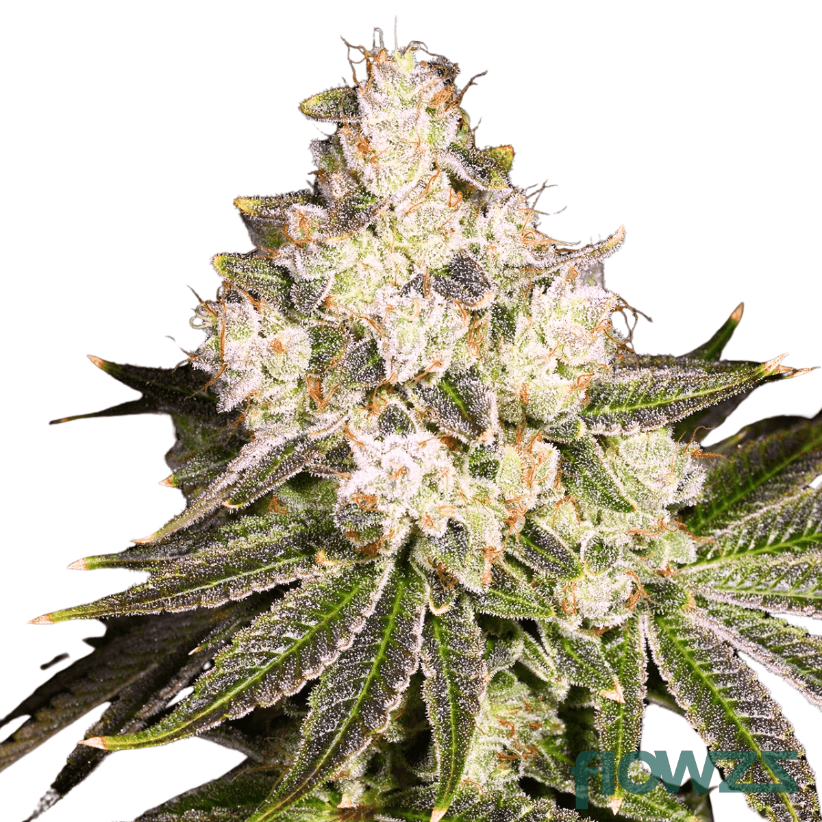 donkey-butter-cannabis-strain