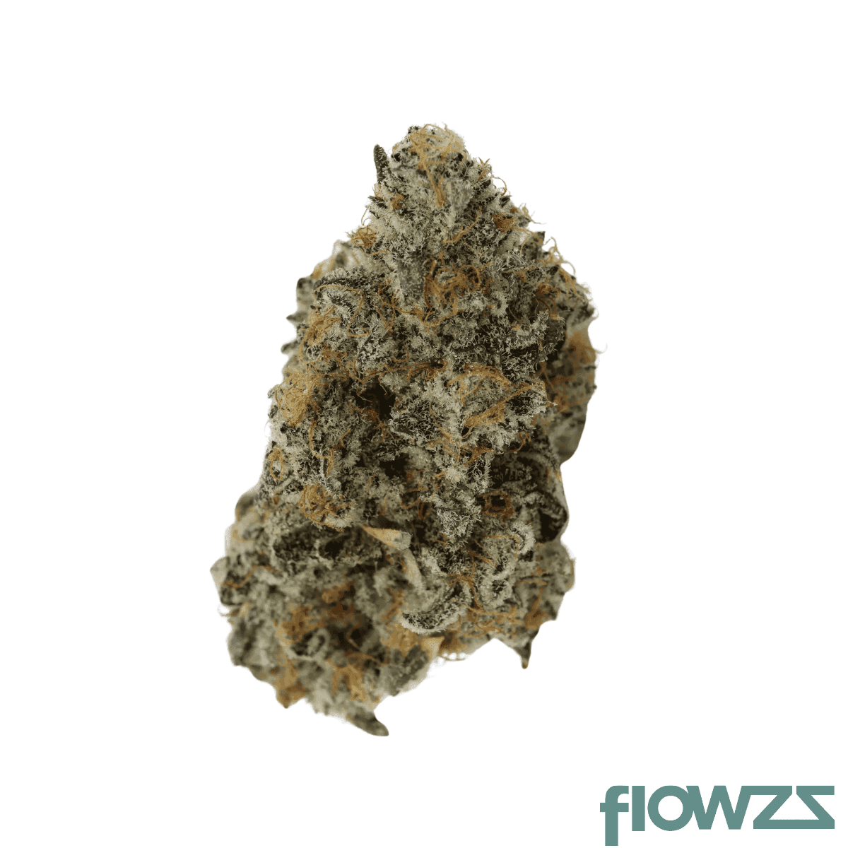 mother-24-ki-z-can-king-z