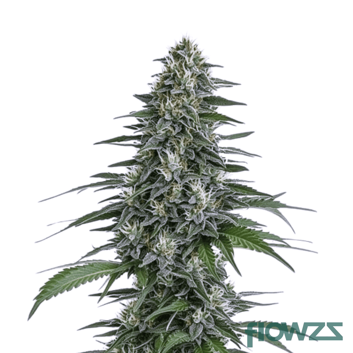 lemon-jane-cannabis-strain