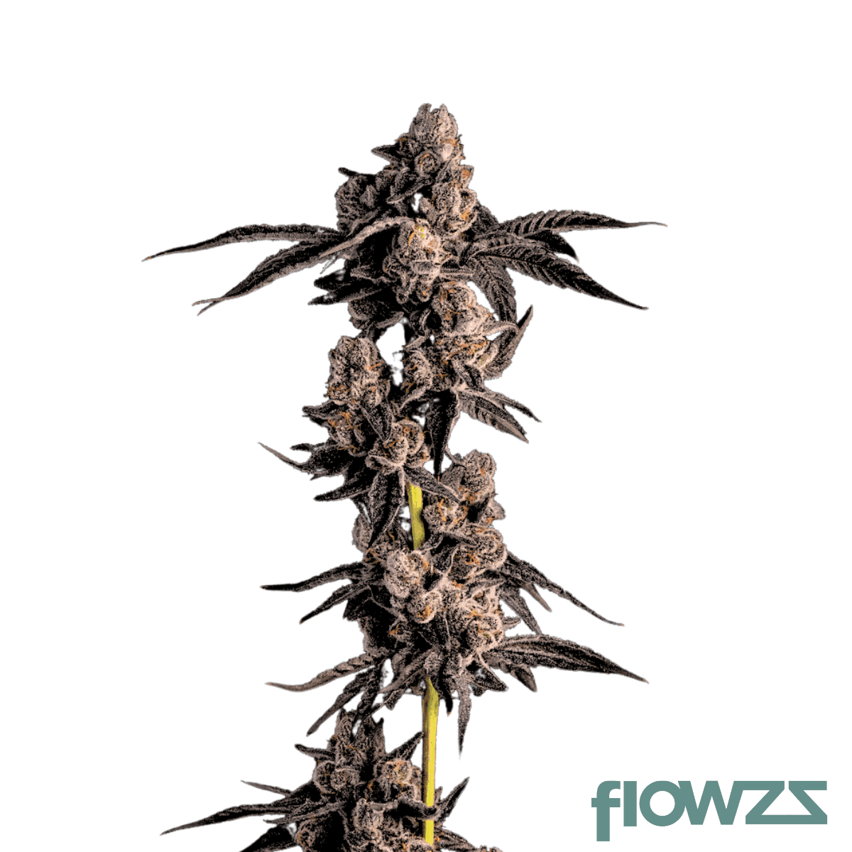 alexander-the-great-strain