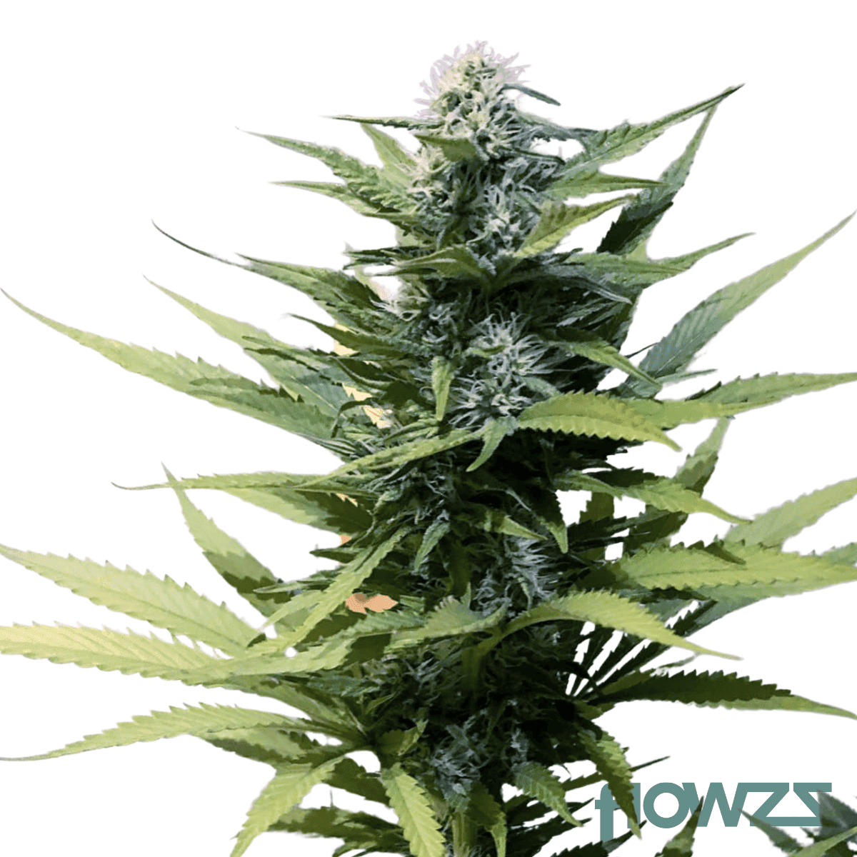 jack-skunkset-cannabis-strain