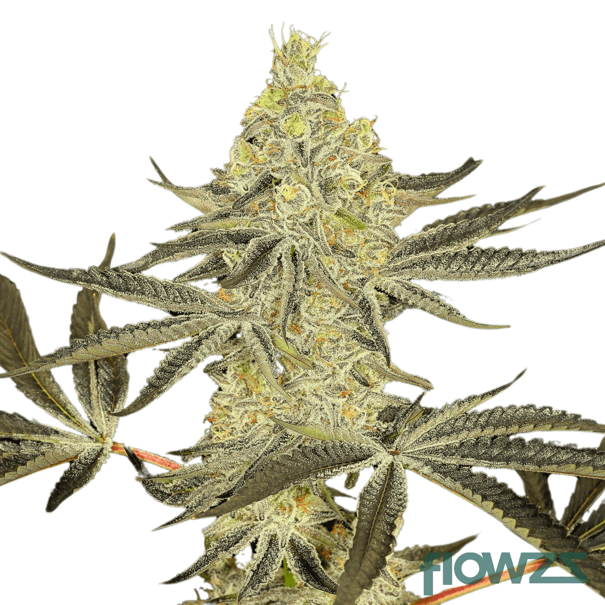 zkittlez-x-kush-mints-cannabis-strain