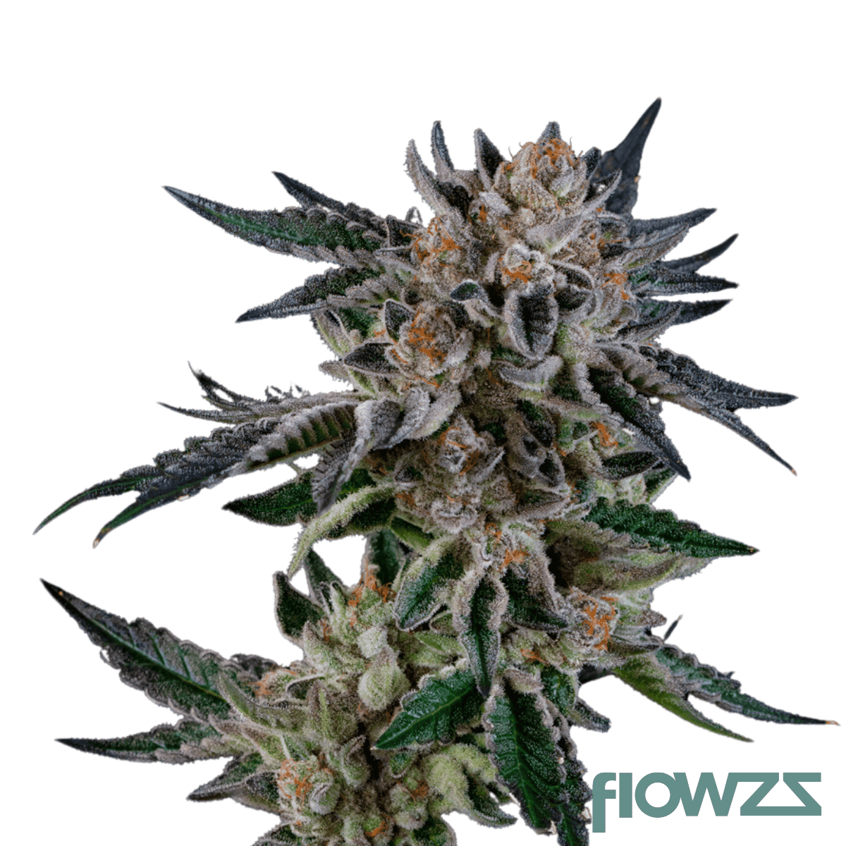 g-wagon-cannabis-strain