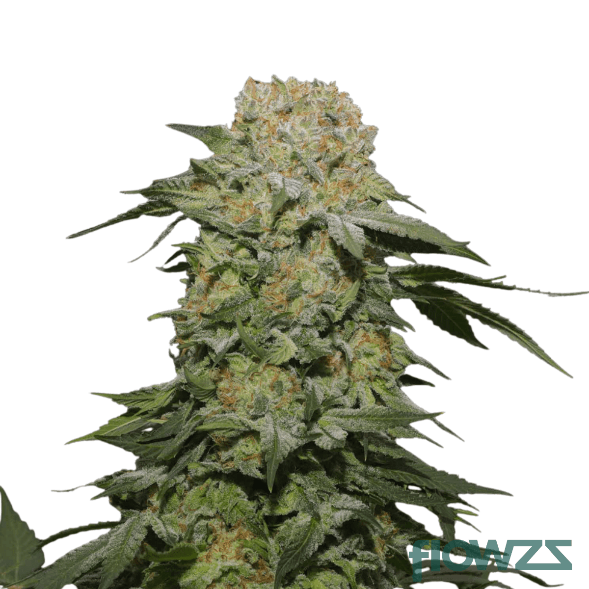 jungle-pop-cannabis-strain