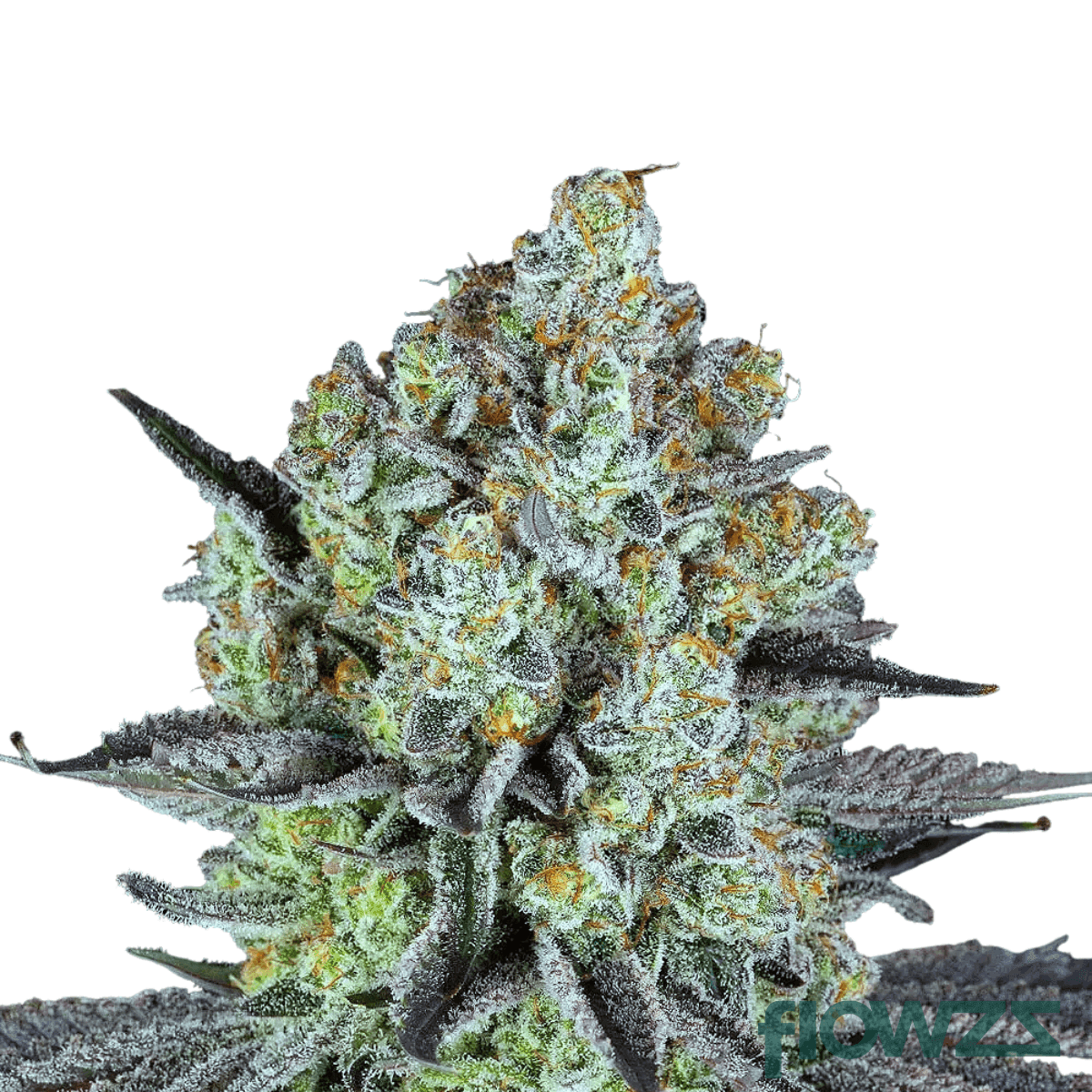 carnez-citric-cannabis-strain