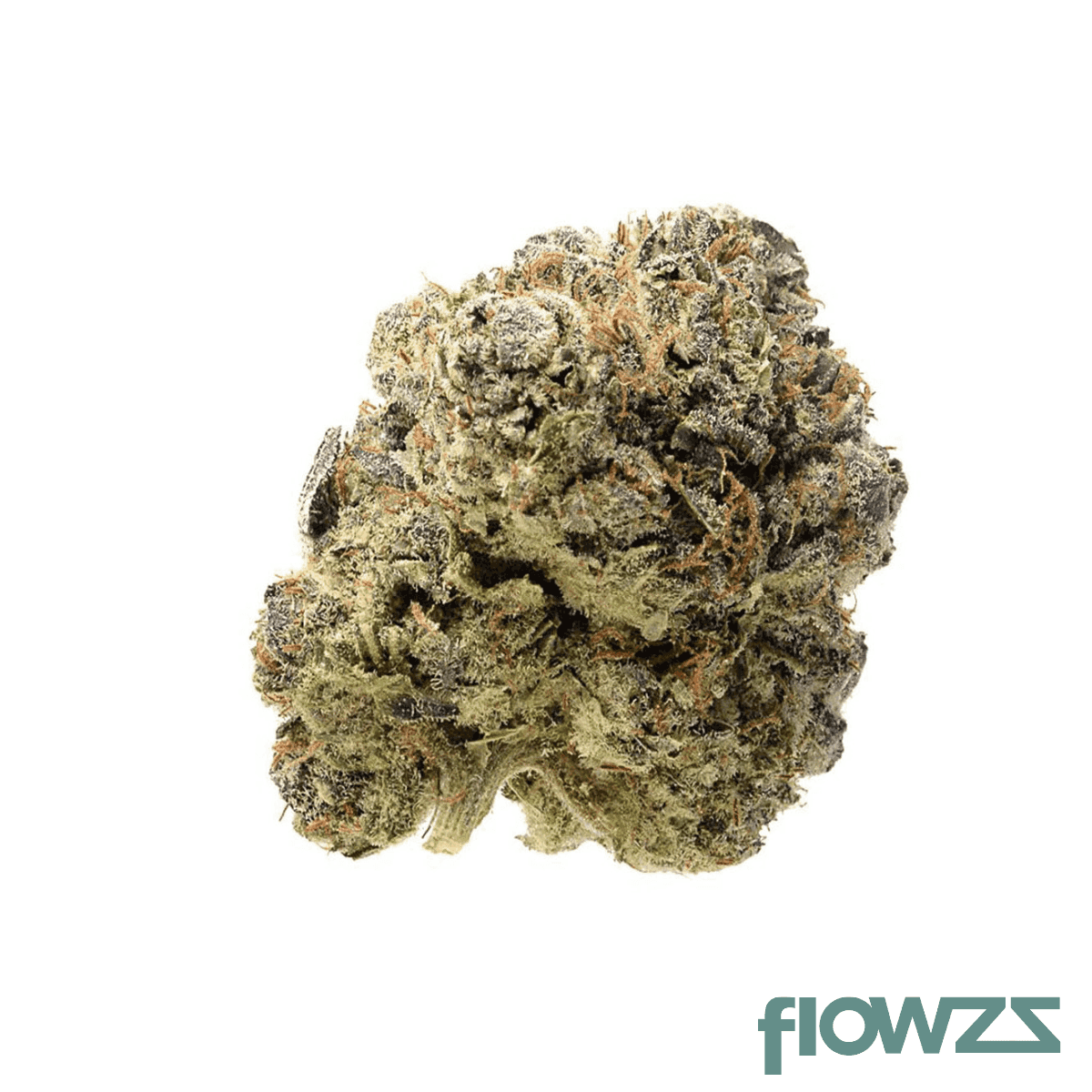 mgf-blue-monkey-26-1