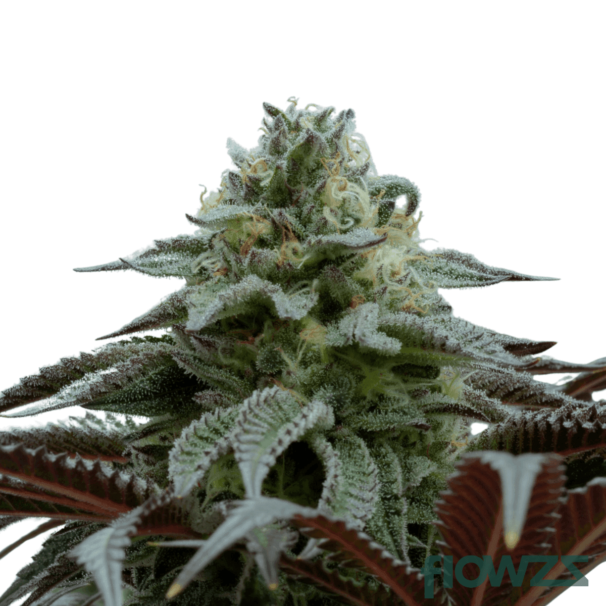 king-sherb-cannabis-strain