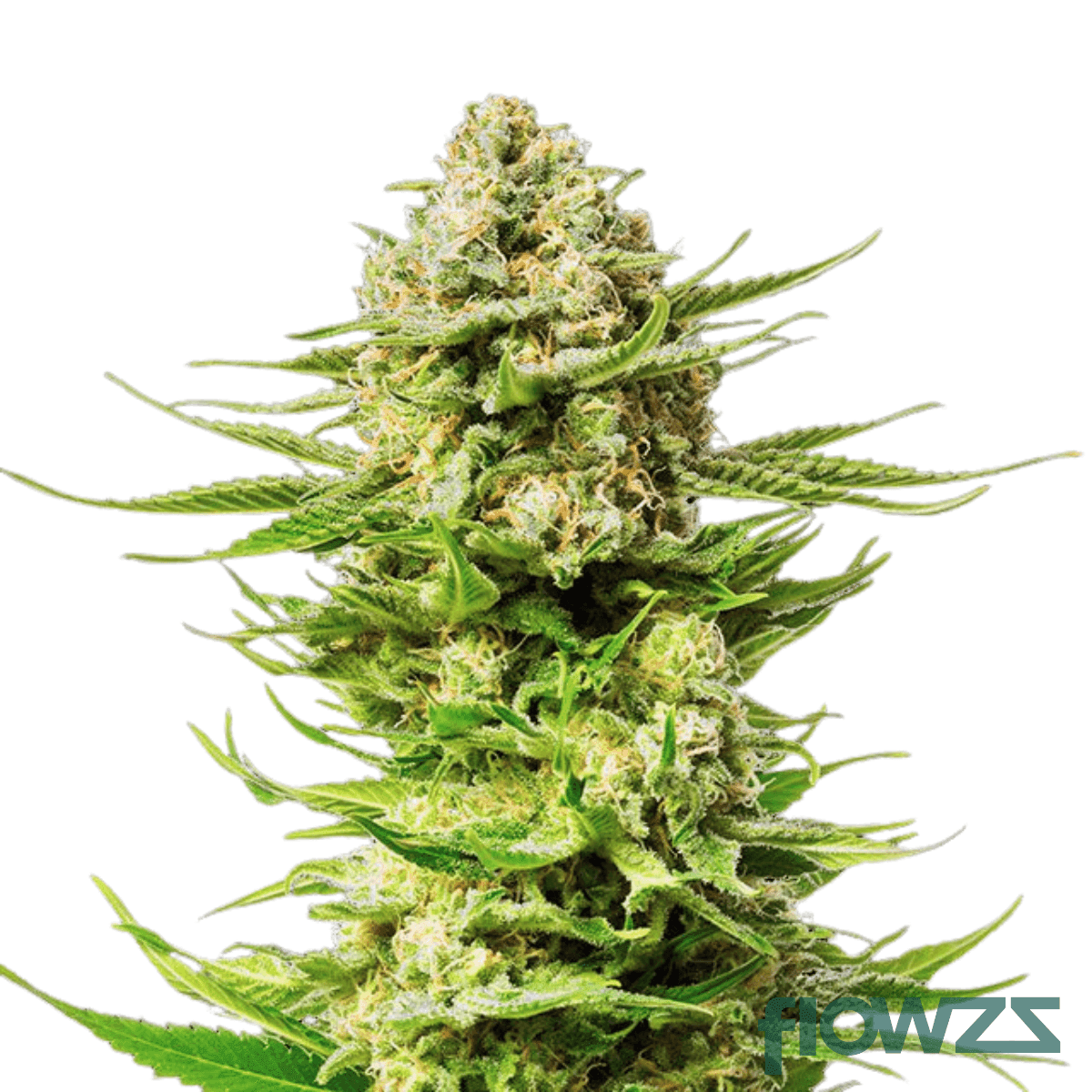 cali-sunset-cannabis-strain