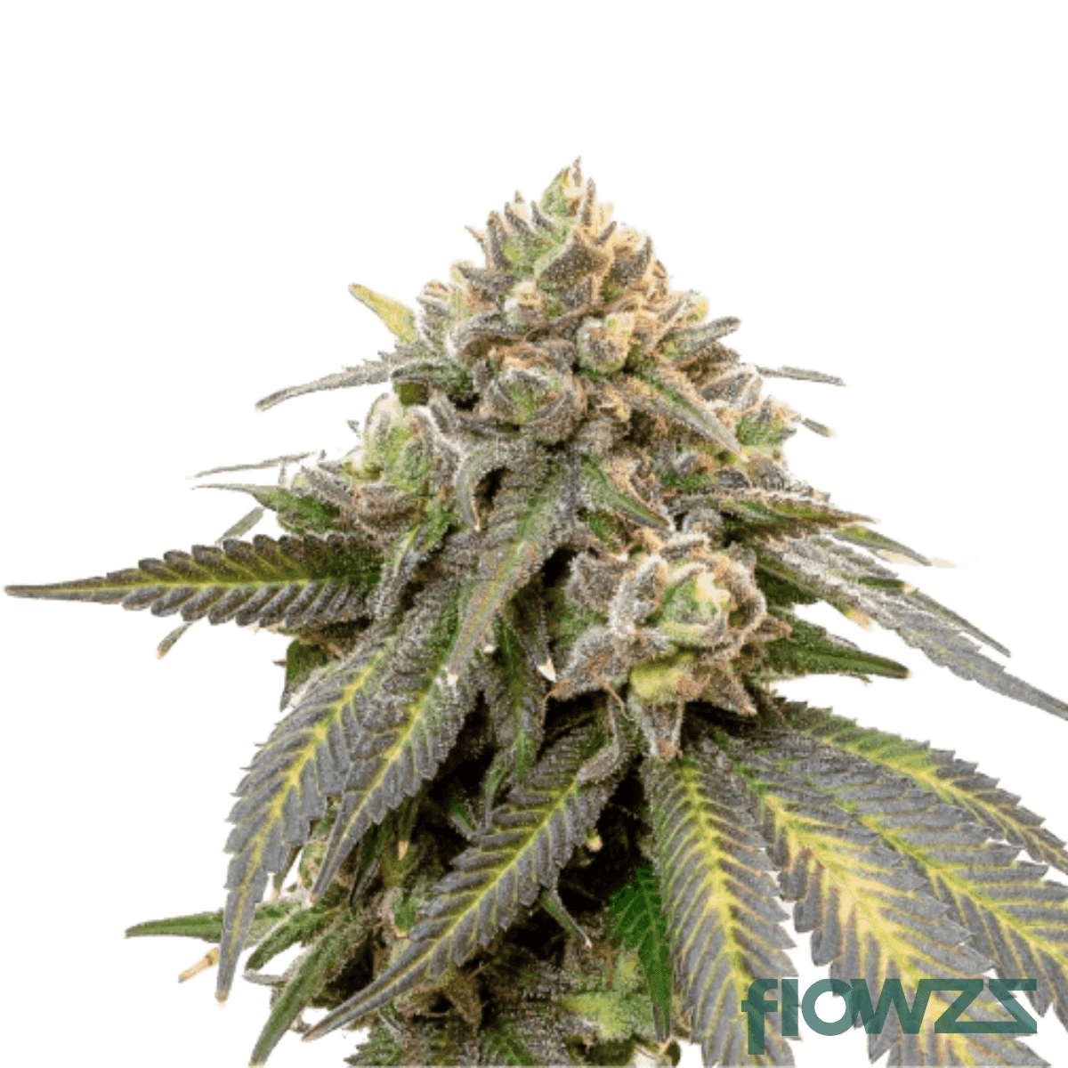 scoops-cannabis-strain