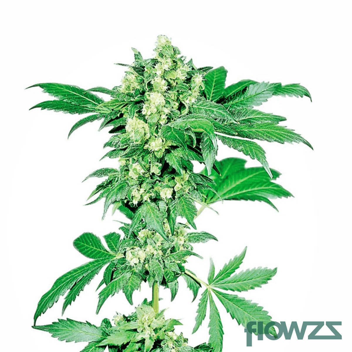 gul-of-mexiko-cannabis-strain