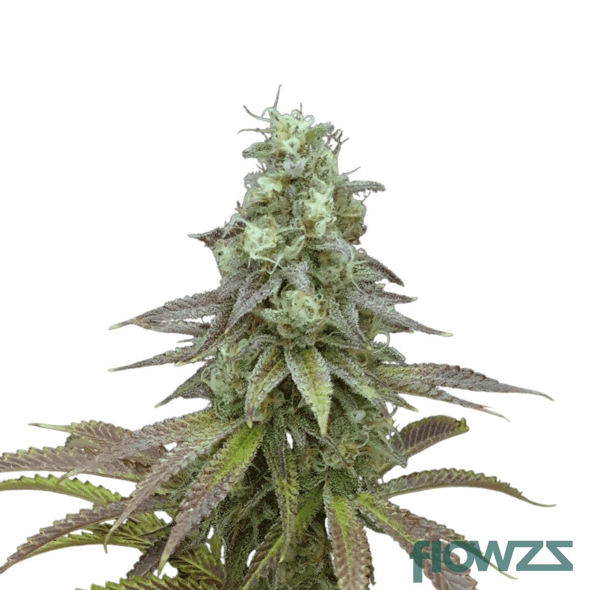 forbidden-zkittlez-cannabis-strain