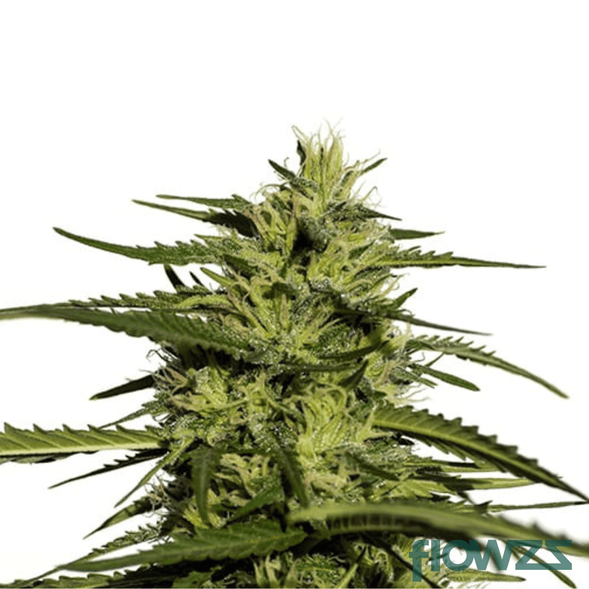 pineapple-nuken-cannabis-strain