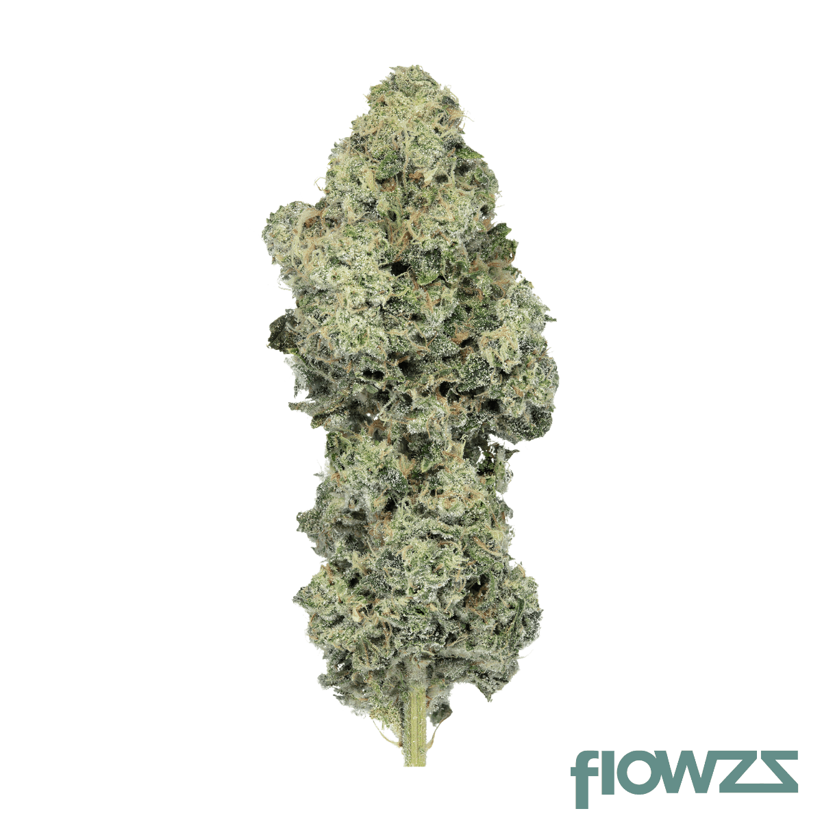 cnbs-fk-30-1-florida-kush