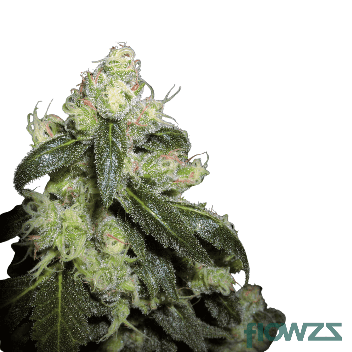 animal-tree-cannabis-strain