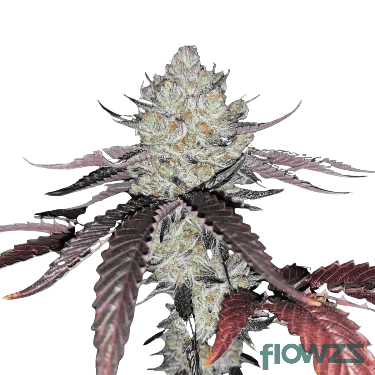 marshmallow-man-cannabis-strain