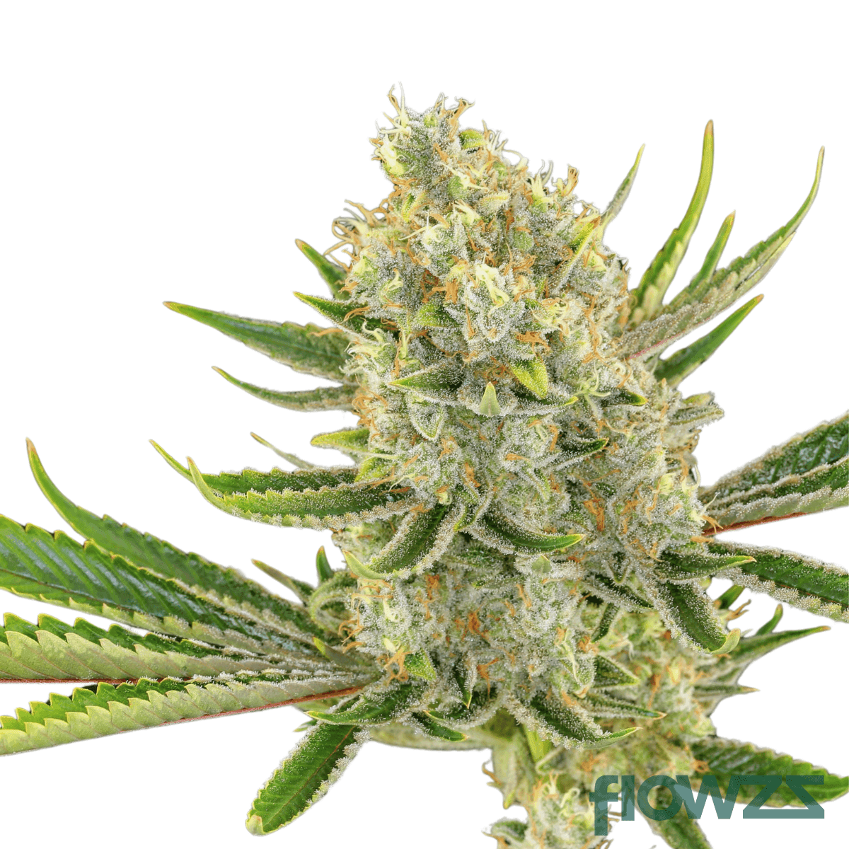 og-lime-kush-cannabis-strain