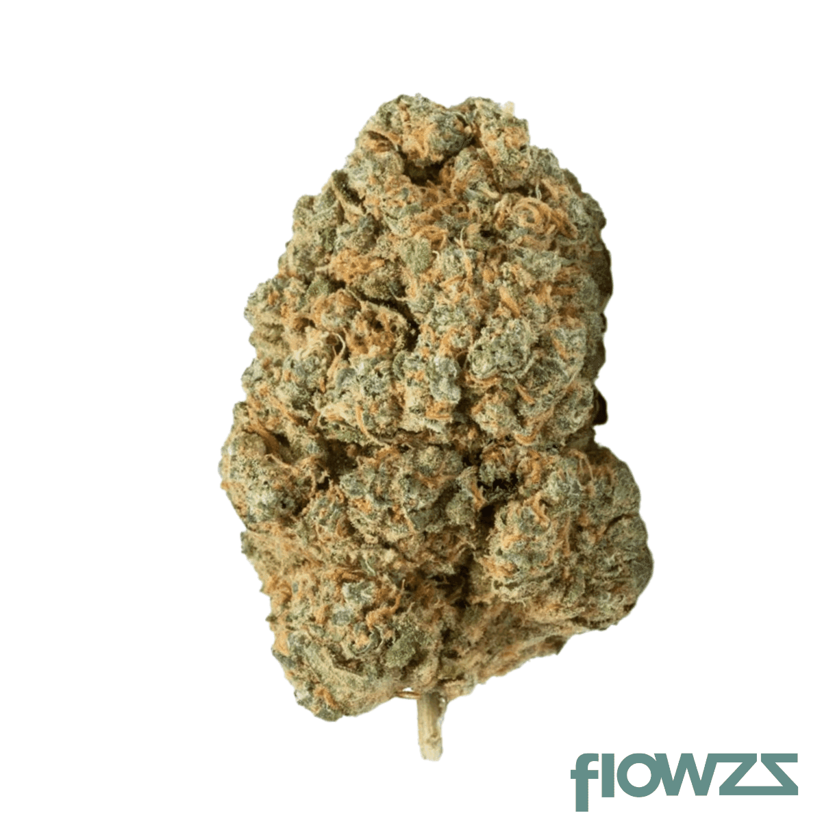 barongo-23-1-orange-octane