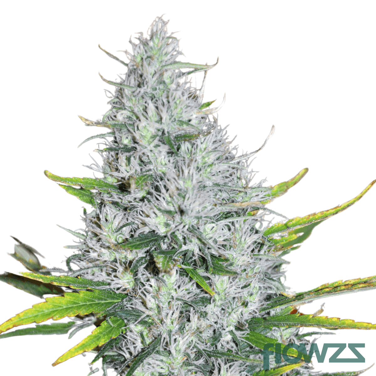 maui-wowie-cannabis-strain