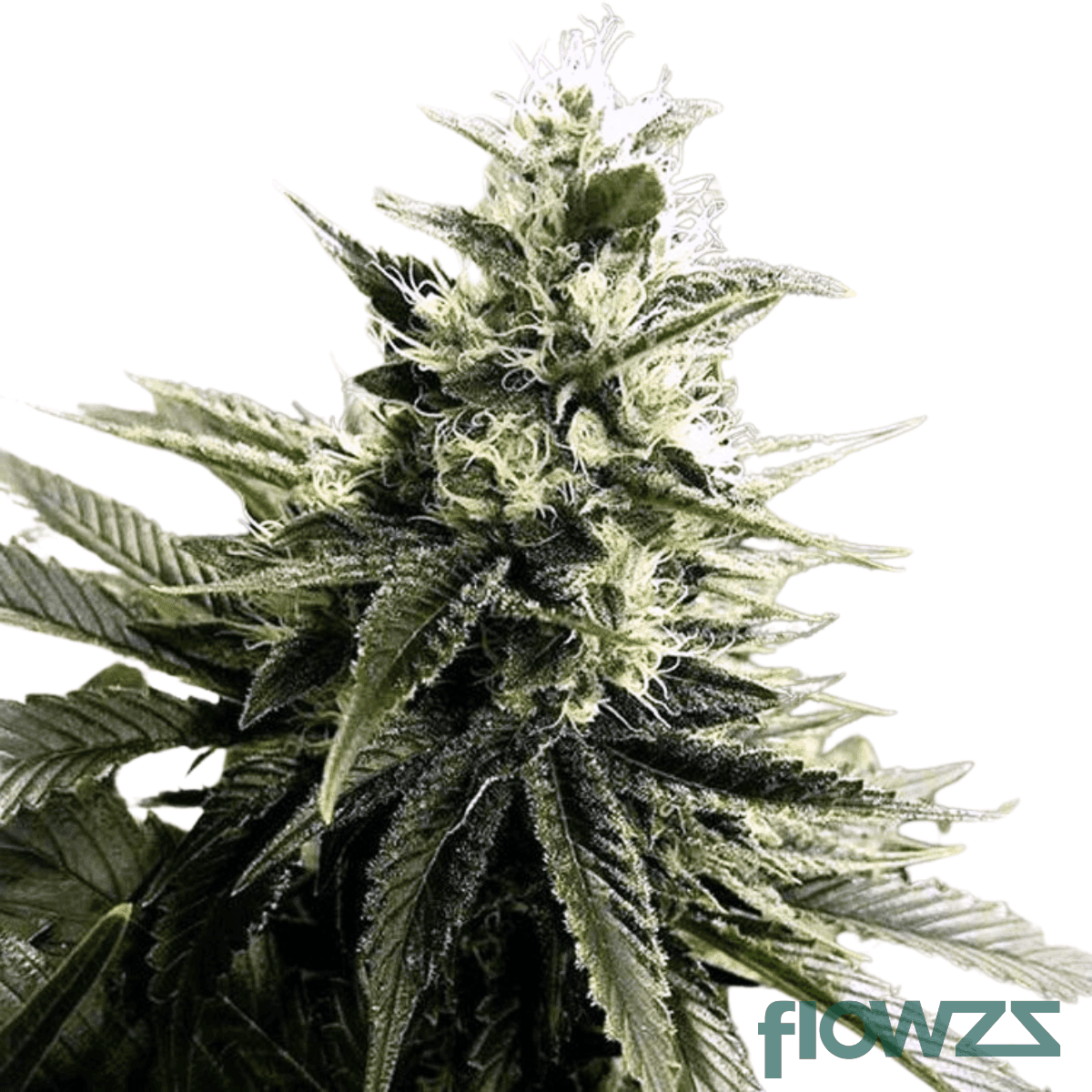 fire-fruit-cannabis-strain